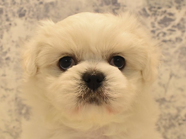 埼玉県のハーフ犬・ミックス犬 (ペッツワン蓮田店/2024年3月8日生まれ/男の子/ホワイト)の子犬